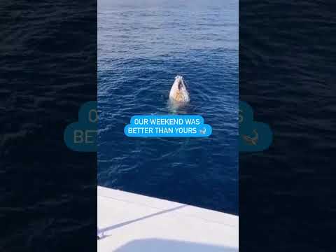 Thumbnail for Sydney's Ultimate Whale Watching Experience with Captain Cook Cruises