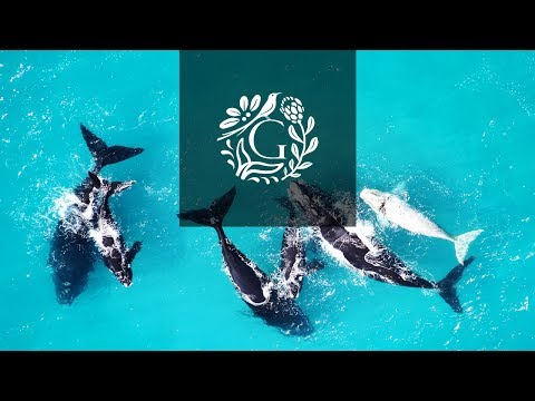 Marine Big 5