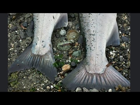 My Simple Approach for Beach Coho Fishing