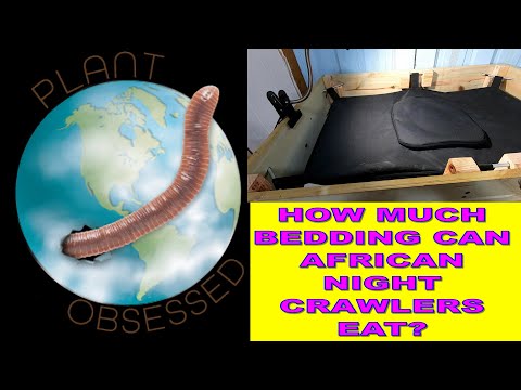 AFRICAN NIGHT CRAWLERS PLOW THROUGH BEDDING