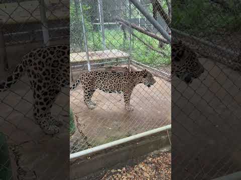 Costa Rica 🇨🇷 jaguar en centro de rehabilitación en Cañas , Guanacaste #costarica #jaguar #cañas
