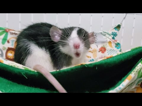 Alguns dos meus ratos ❤🐀 Redes da loja Rato Preto