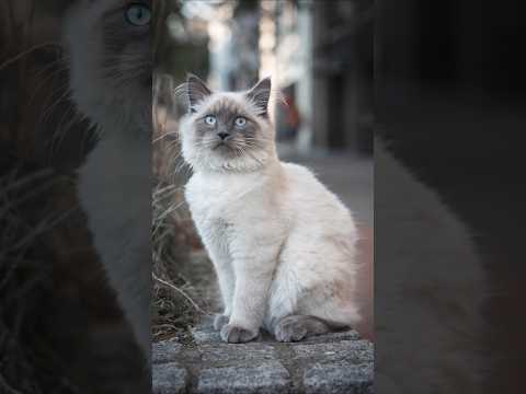 Einfach ein Kater 😳🐈 #streetphotography