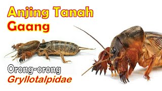 Download lagu Suara Anjing Tanah | Suara Gaang (Orong-orong) mp3 Download lagu Suara Anjing Tanah | Suara Gaang (Orong-orong) mp3