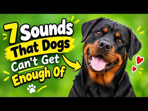 7 Sounds That Dogs Can't Get Enough Of ❤️🐶