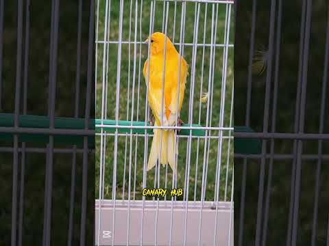 The ultimate canary singing video from a legend - Powerful training song