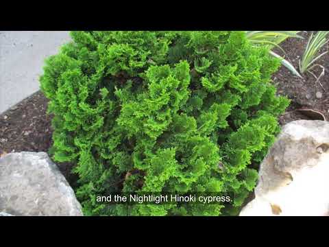 Dwarf Hinoki Cypress