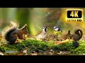 Cat TV 😺 11 HOURS Relaxing Birds Chirping. Videos for pets to watch