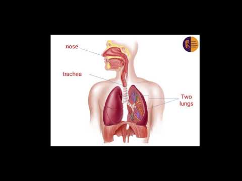 grade 3 Unit 2 L2 Respiratory system science
