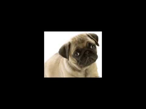 What Darwin never knew- video response