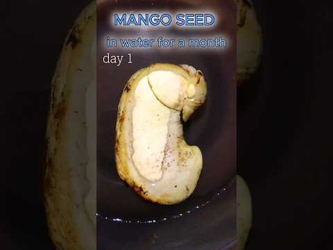time lapse, mango seed in water for 17 days