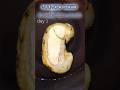 Time Lapse Mango Seed In Water For 17 Days