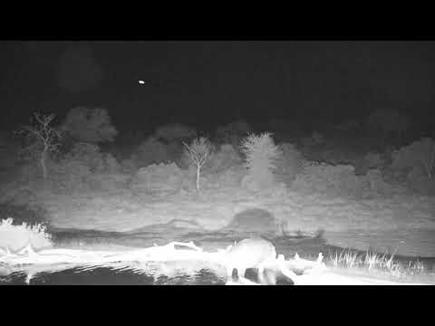 Djuma: Hippo leaving the pan - 01:27 - 07/01/19
