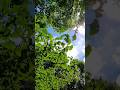 Happy Earth Day! Leaves Blowing in the Wind at Klehm Arboretum #shorts #earthday #green