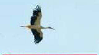 Lucio Dalla "Futura"