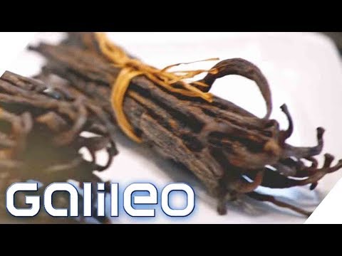 Wertexplosion! Warum ist Vanille TEURER als Silber? | Galileo | ProSieben