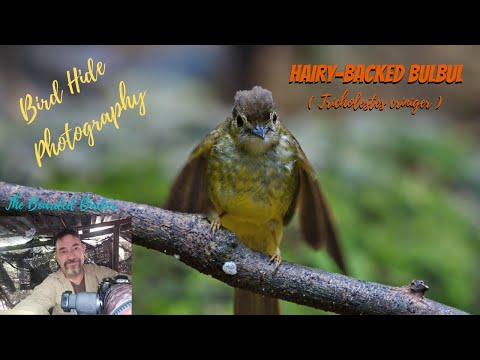 Bulbul hrivnatý (Tricholestes criniger) — správanie, biotop a hlas