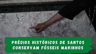 Prédios históricos de Santos conservam fósseis marinhos