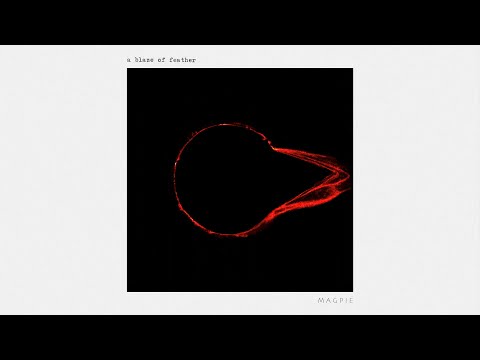 Video thumbnail for Magpie