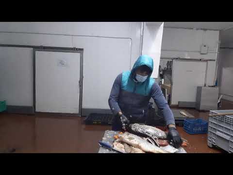 Transare crap medalion