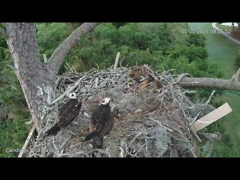 Second Breakfast Delivered To Savannah Osprey Nest – May 5, 2021