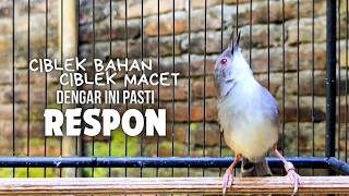 Download lagu CIBLEK GACOR NGEBREN variasi melimpah buat Pancingan Ciblek Semi bahan jadikan ciblek kristal gacor mp3