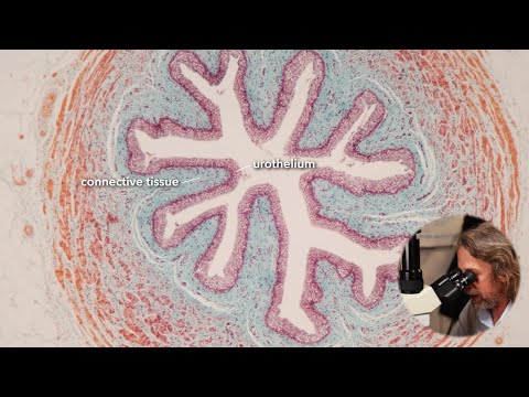 Histology of the ureter (and a bit of kidney)