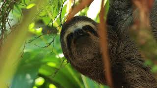 Camo & Krooked - The Sloth (DLR Remix)