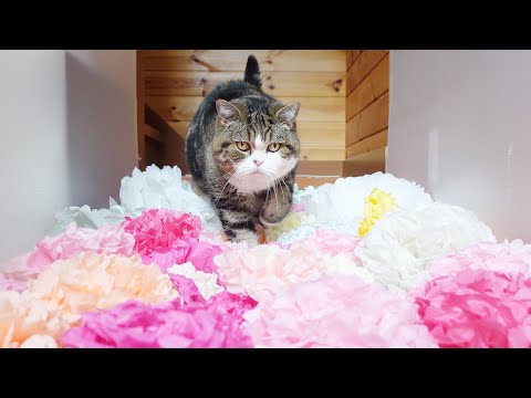 小さな泥棒猫 - 定義