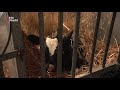 Boeren bouwen eigen 'designer' windmolens [RTV Utrecht]