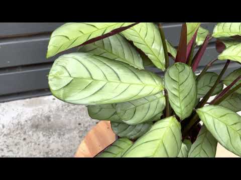 25cm Ctenanthe Burle Marxii | Amagris | House Plant | 14cm Pot | 25cm Height