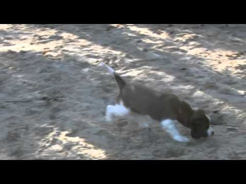 Welsh Springer Spaniels Kennel Aandacht Nest F week 8 Speeltuin