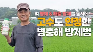 벼 병해와 해충 방제를 동시에!  가장 편하고 효과좋은 병충해 방제법