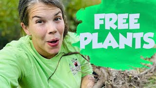 Get FREE Peonies & Plants! How to Dig & Divide Roots the Easy Way