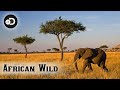 Wildlife Documentary In Hindi Wildlife African Safari African Wild In Hindi Discovery Alpha