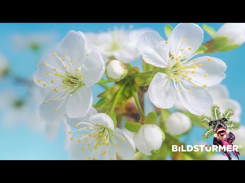 Landesgartenschau Fulda 2.023 - Werbetrailer