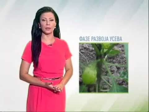 Zelena prognoza, 7.7.2015. - O stanju i potrebi preduzimanja mera zaštite u usevima paprike
