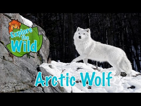Arctic Wolf on Explore the Wild