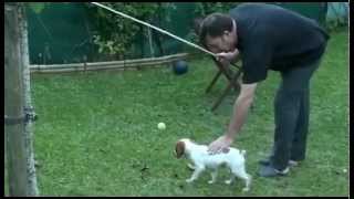 Dressage Chien De Chasse Pointer De 6 Mois Clipjacom