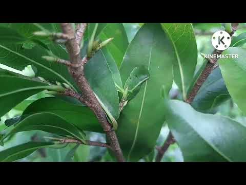 @ Chăm sóc mai vàng tháng 7AL những trường hợp nào nên và không nên sử dụng N3M.