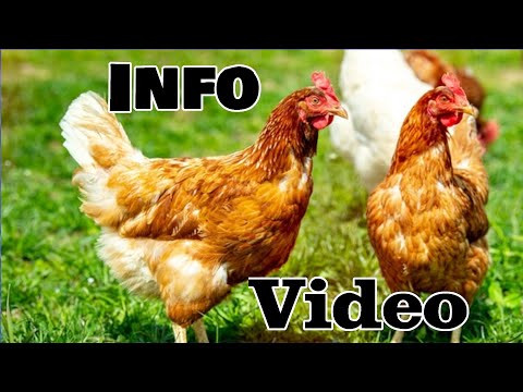 , title : 'Info Video | Hühner für Anfänger'