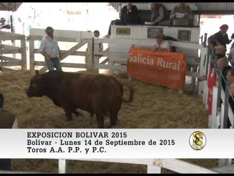 14-09-15 Venta de Toros - Exposición de Bolívar 2015 - Bolívar.