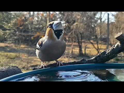 Icy Birdbath in early spring | Birdsong | Birdcare | Nature