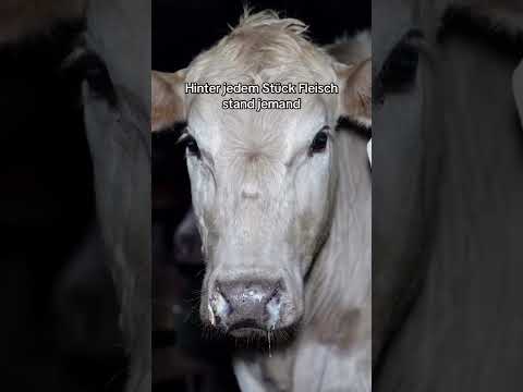 Ein ganzes Leben für eine 15-minütige Mahlzeit… #werdevegan