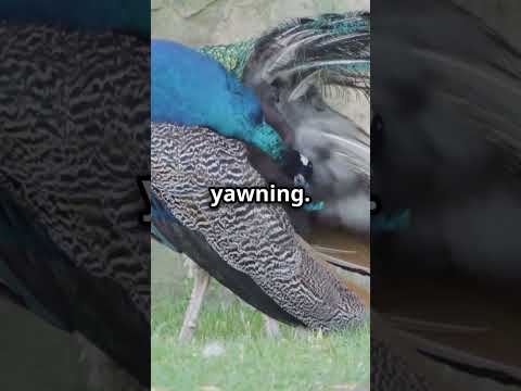 What Animal Represents Anger