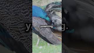How Animals Release Their Anger! 🦘🐦 #animalanger #animalbehavior #animalemotions #angermanagement