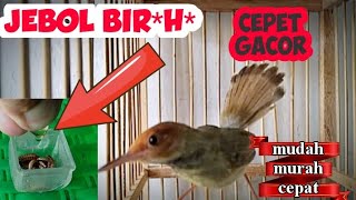 Download lagu HOW TO CARE FOR A FEMALE PRENJAK SO THAT IT COME OUT QUICKLY AND CHOOSES FOR A LONG TIME mp3 Download lagu HOW TO CARE FOR A FEMALE PRENJAK SO THAT IT COME OUT QUICKLY AND CHOOSES FOR A LONG TIME mp3