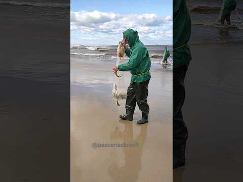 Alegria de ter tainhas na pesca de tarrafa, Bico da Pedra, Imbé, RS. #pescadetarrafa #pescadetainha