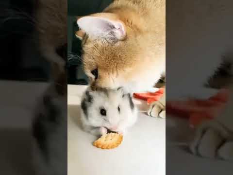 cat and hamster