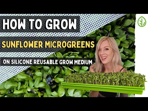Grow Sunflower Microgreens Without Soil: Simple Steps